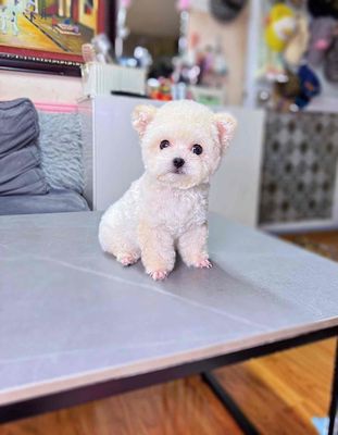 poodle tai bướm. Mua bán Chó tại Quận 7 Tp Hồ Chí Minh được đăng bởi nhi nguyen