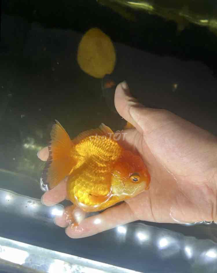 Cá Oranda Shoil Tail 3n Vàng cam. Mua bán Thú cưng khác tại Quận Hà Đông Hà Nội được đăng bởi Nguyễn Mạnh hình 1