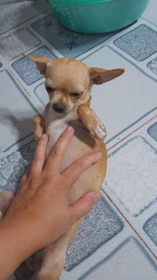 chó Chihuahua cái