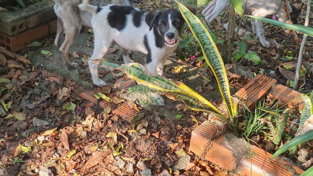 Chó con Đực Cái màu Trắng - Đen. Mua bán Chó tại Huyện Hóc Môn Tp Hồ Chí Minh được đăng bởi Trình hình 1
