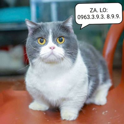 Phối mèo anh lông ngắn chân lùn tai thẳng