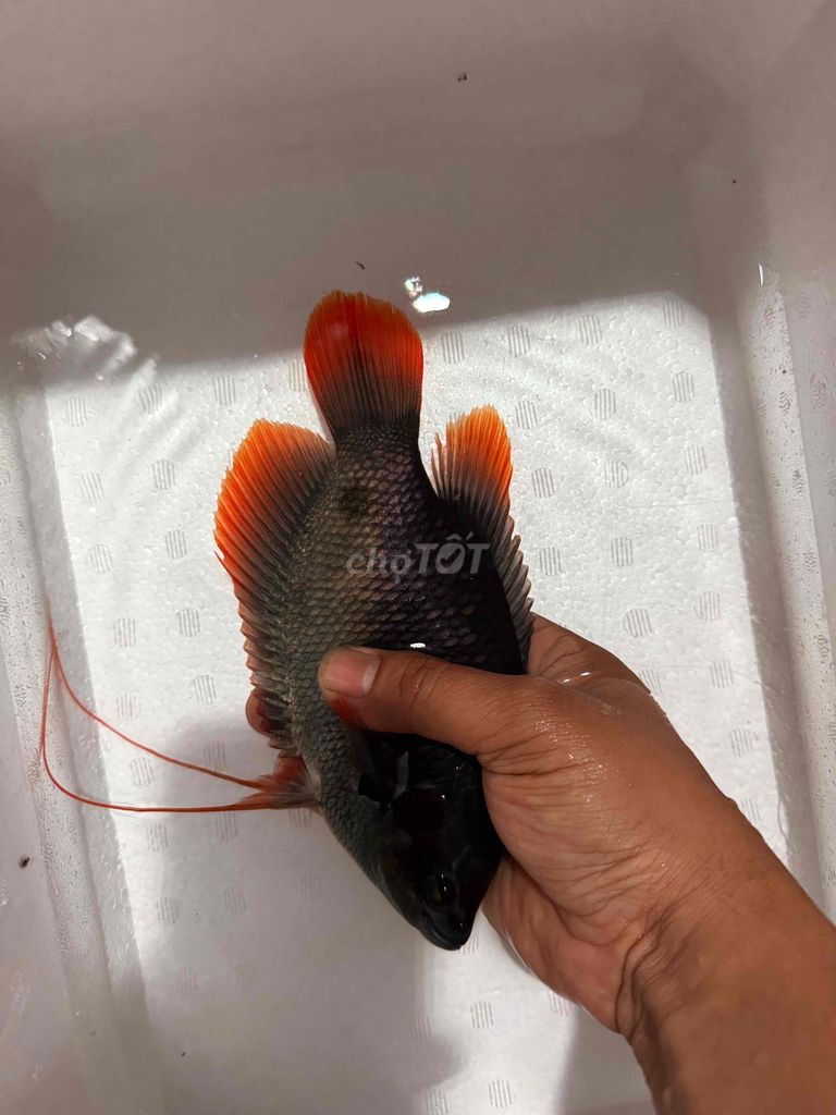 Cá Hồng kỳ phát tài 20-22cm. Mua bán Thú cưng khác tại Quận Bình Tân Tp Hồ Chí Minh được đăng bởi Cá Săn Mồi Bình Tân  hình 1