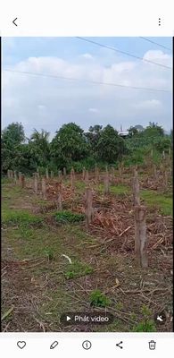 Bán đất vườn tại xã Tân Lập, HTN, Bình Thuận cũ. Có điện nước sẳn