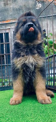 Chó Becgie Đức cả hai đã tiêm