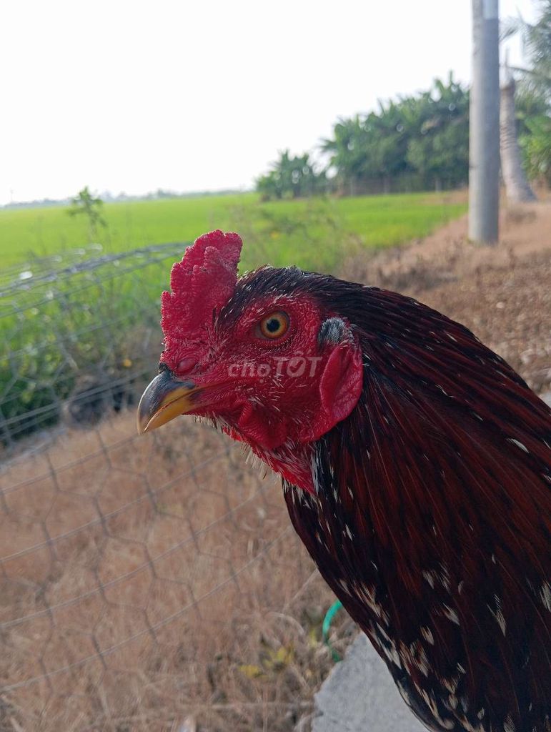 Gà chọi Điều Bông 2.9kg Đực. Mua bán Gà tại Huyện Cờ Đỏ Cần Thơ được đăng bởi Đại ka ka hình 1