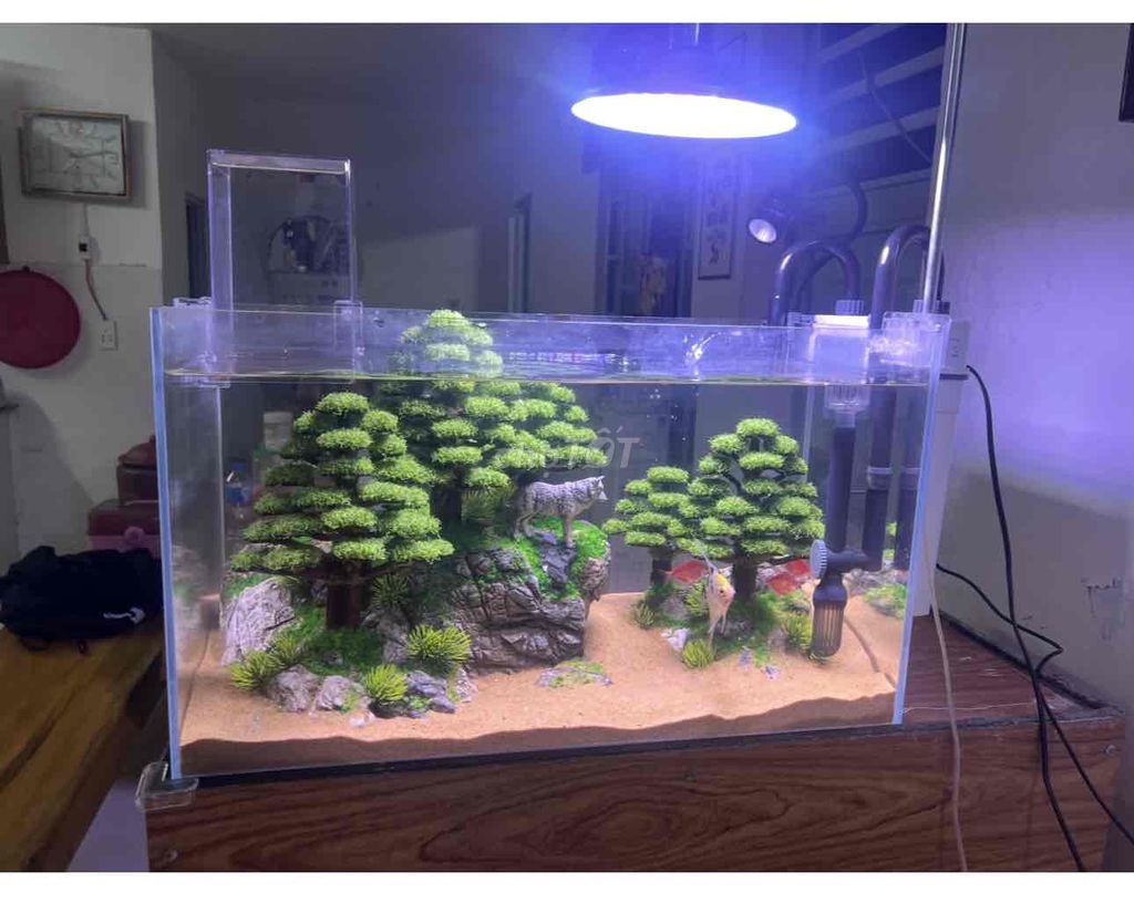 Bể cá cảnh Kính 60x40x40 cm. Mua bán Phụ kiện, Thức ăn, Dịch vụ tại Quận Cẩm Lệ Đà Nẵng được đăng bởi Dũng hình 1