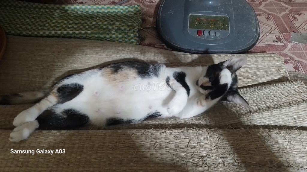 Mèo ta 3 tháng tuổi. Mua bán Mèo tại Quận Ba Đình Hà Nội được đăng bởi Duc Le hình 1