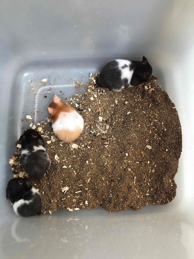 Hamster bear thuong còn 4 bé. Mua bán Thú cưng khác tại Quận Bình Tân Tp Hồ Chí Minh được đăng bởi Ở trọ bày đặt bán chụtt hình 1