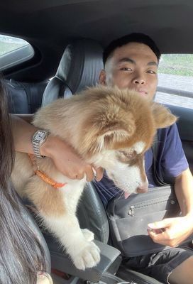 Chó Husky Siberia 3 tháng Nâu trắng