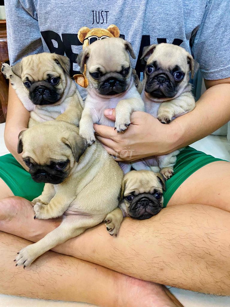 BẦY PUG NHẬP THÁI THUẦN CHỦNG SIÊU ĐẸP