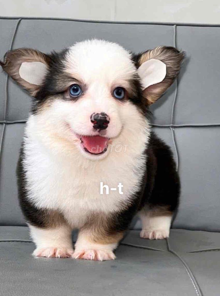 corgi màu đẹp. Mua bán Chó tại Quận Bình Tân Tp Hồ Chí Minh được đăng bởi huỳnh thật  hình 1