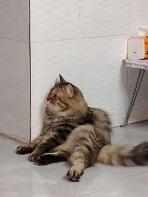 Mèo Anh lông dài đực trưởng thành