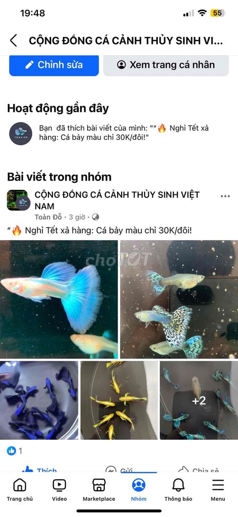 Nghỉ Tết xả hàng: Cá bảy màu chỉ 30K/đôi!