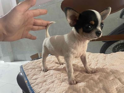 Chihuahua cái- baby - rất dễ thương