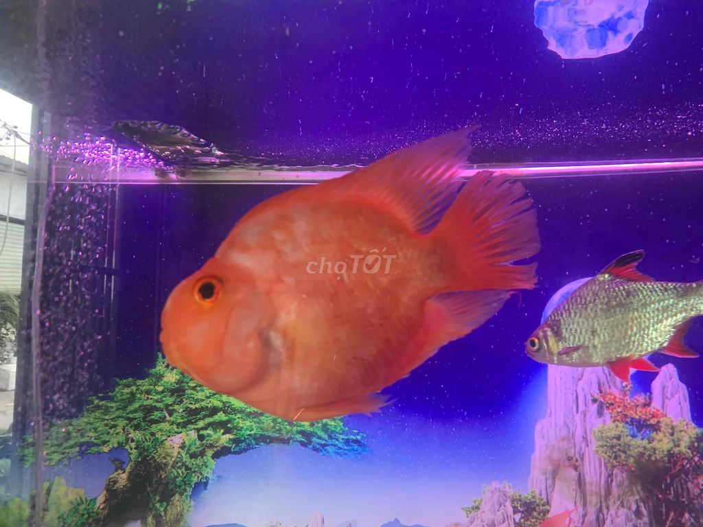 2 ket 5-6 ngon cần thanh lý