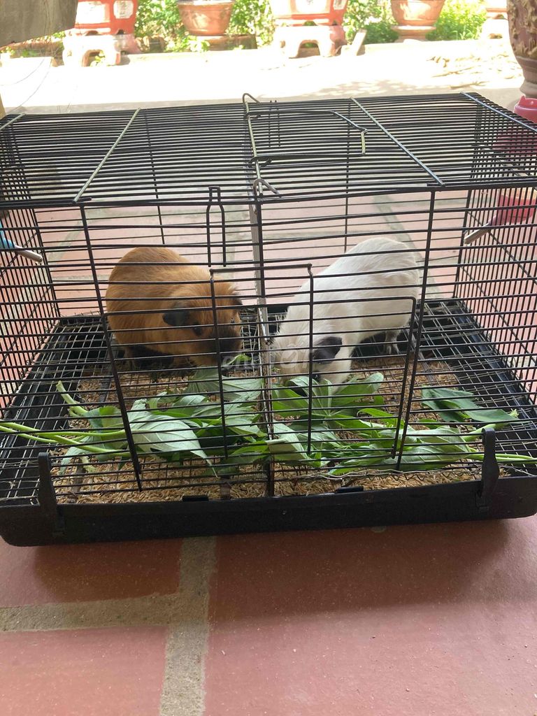 Chuột lang Nâu Trắng. Mua bán Thú cưng khác tại Quận Thanh Khê Đà Nẵng được đăng bởi Hoangochuong hình 1
