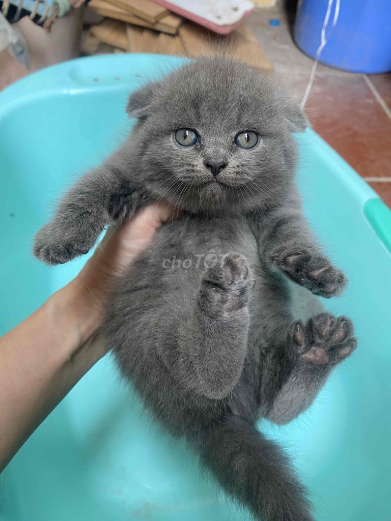 Mèo nhà đẻ tai cụp. Mua bán Mèo tại Quận Hà Đông Hà Nội được đăng bởi My Nhi hình 1