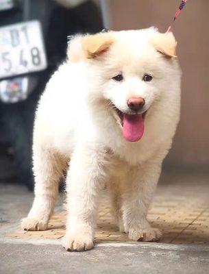 Gấu xù Bắc Hà