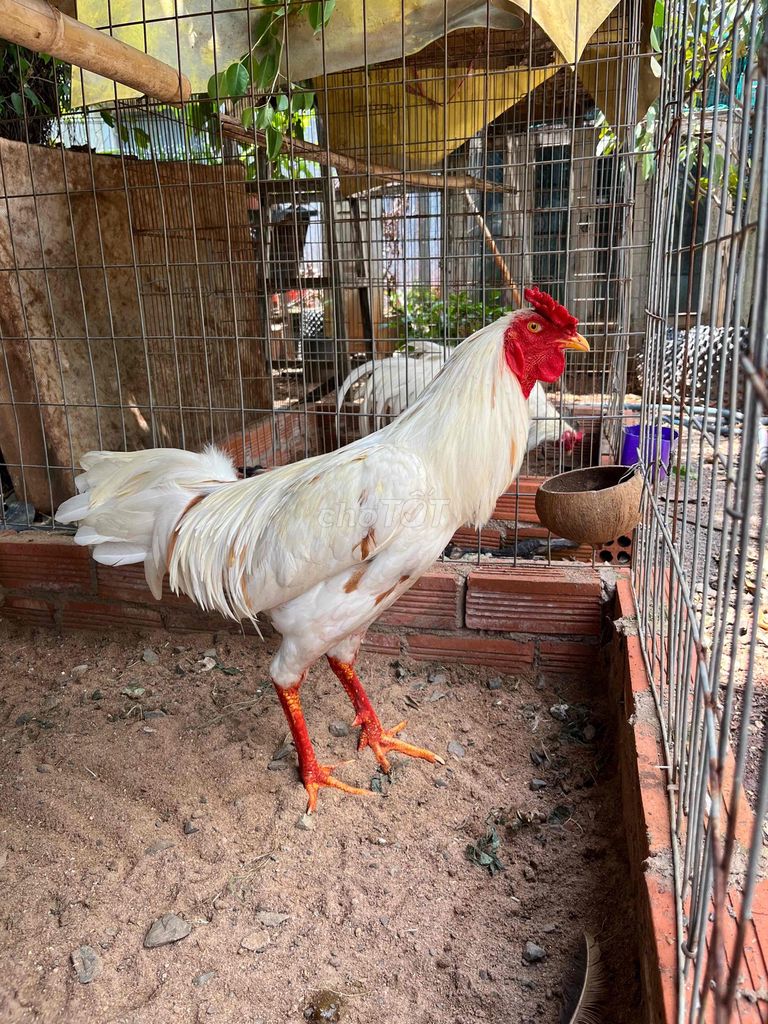 bướm 2,9kg trạng 3,2kg. Mua bán Gà tại Huyện Đất Đỏ Bà Rịa - Vũng Tàu được đăng bởi Phong CHICKEN hình 1