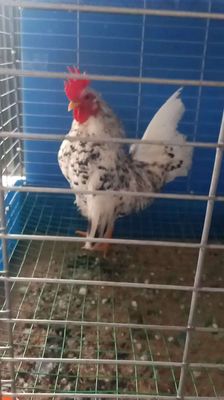 Cặp Serama bông mái xắp rớt hột. Mua bán Gà tại Quận Cái Răng Cần Thơ được đăng bởi Dang Nguyễn duy phuong