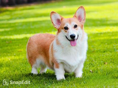 Chó Corgi Trắng Vàng Cái Tơ 8tháng Thuần Chủng. Mua bán Chó tại Quận Gò Vấp Tp Hồ Chí Minh được đăng bởi Xe tự lái