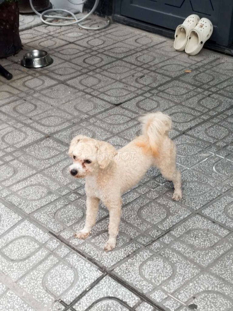 Chó Poodle đực màu Kem. Mua bán Chó tại Thành phố Dĩ An Bình Dương được đăng bởi Nguyễn Đoàn Nam hình 1