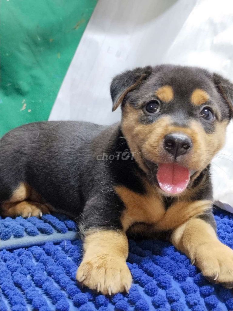 Chó Rottweiler đực trưởng thành 35kg coi nhà giỏi . Mua bán Chó tại Quận Bình Tân Tp Hồ Chí Minh được đăng bởi Nguyễn Hằng hình 1