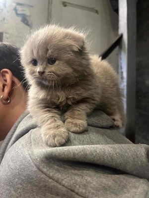 Mèo đực 2 tháng tuổi