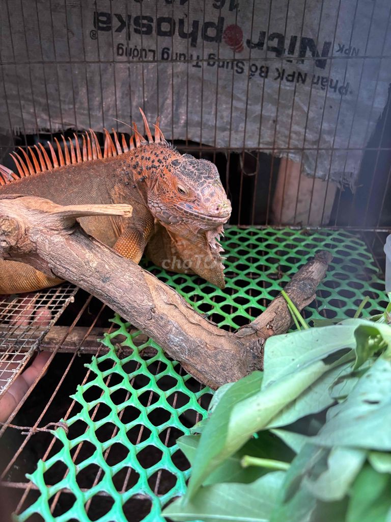 pet Nam Mỹ. Mua bán Thú cưng khác tại Huyện Châu Phú An Giang được đăng bởi Quốc UY hình 1