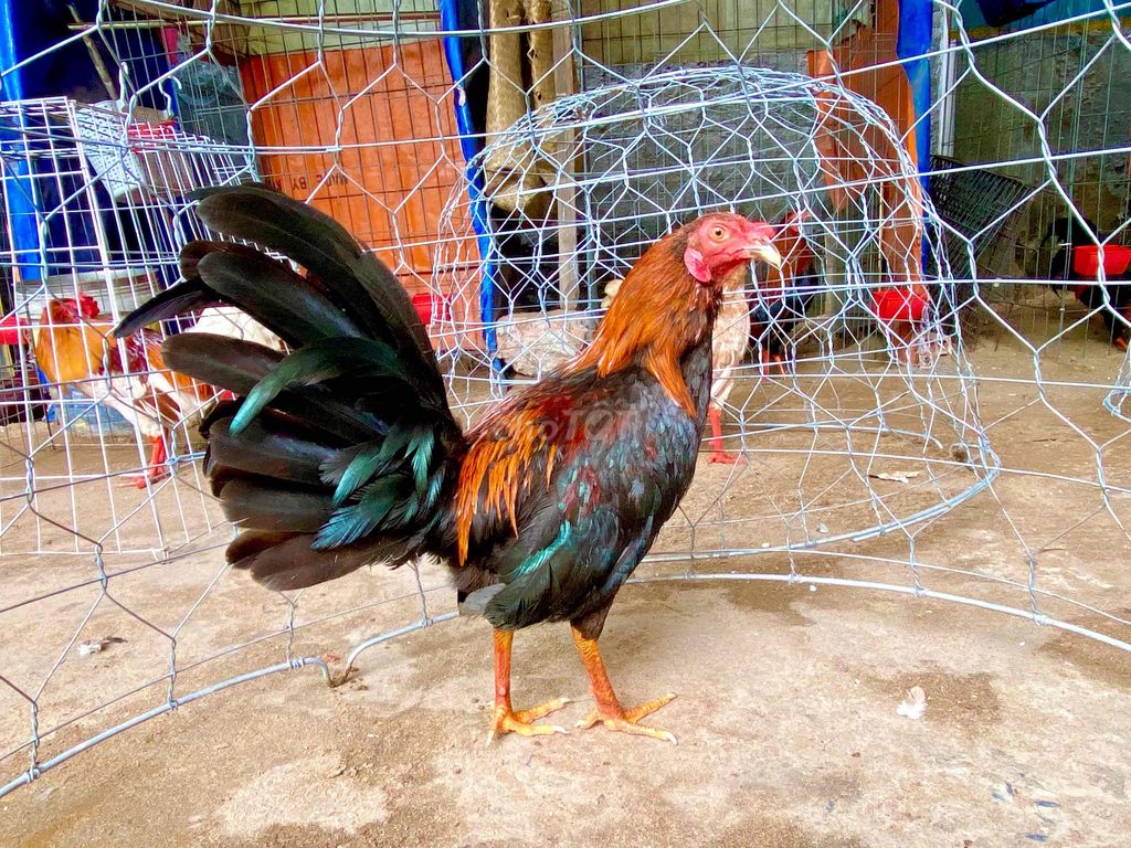 Gà chọi Cupan Mỹ 1k280zin(máy chà). Mua bán Gà tại Quận 8 Tp Hồ Chí Minh được đăng bởi  Hiền Gà lai hình 1