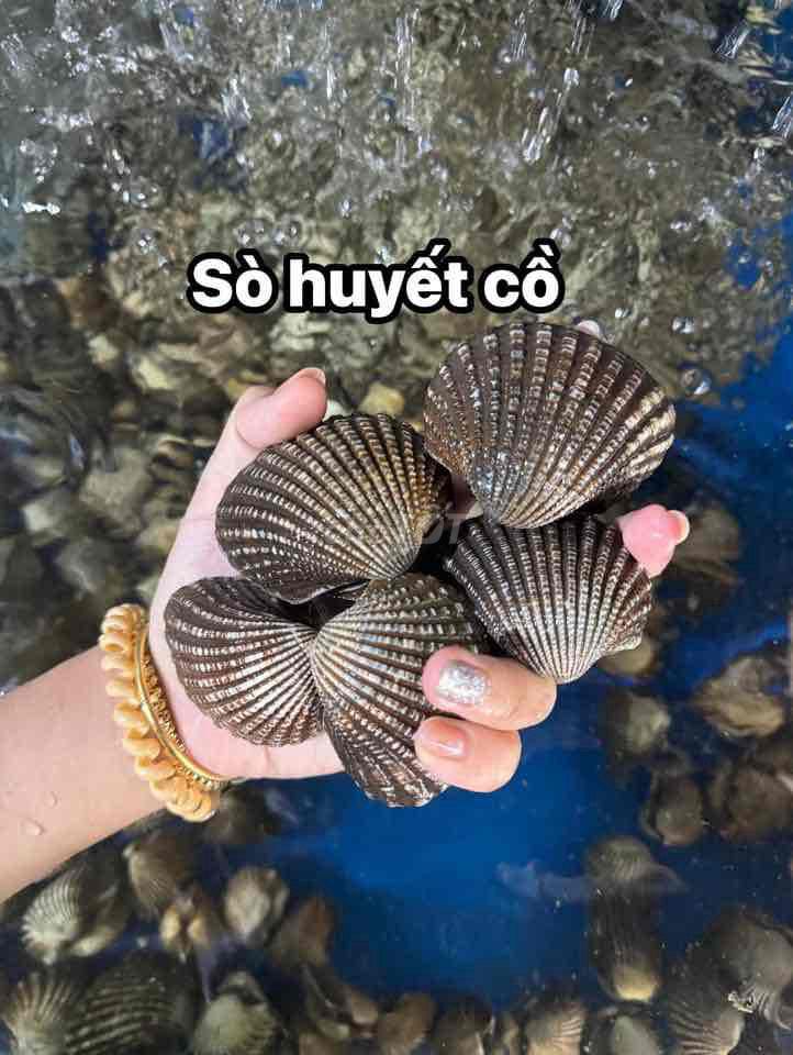 Sò Huyết cồ 10/20