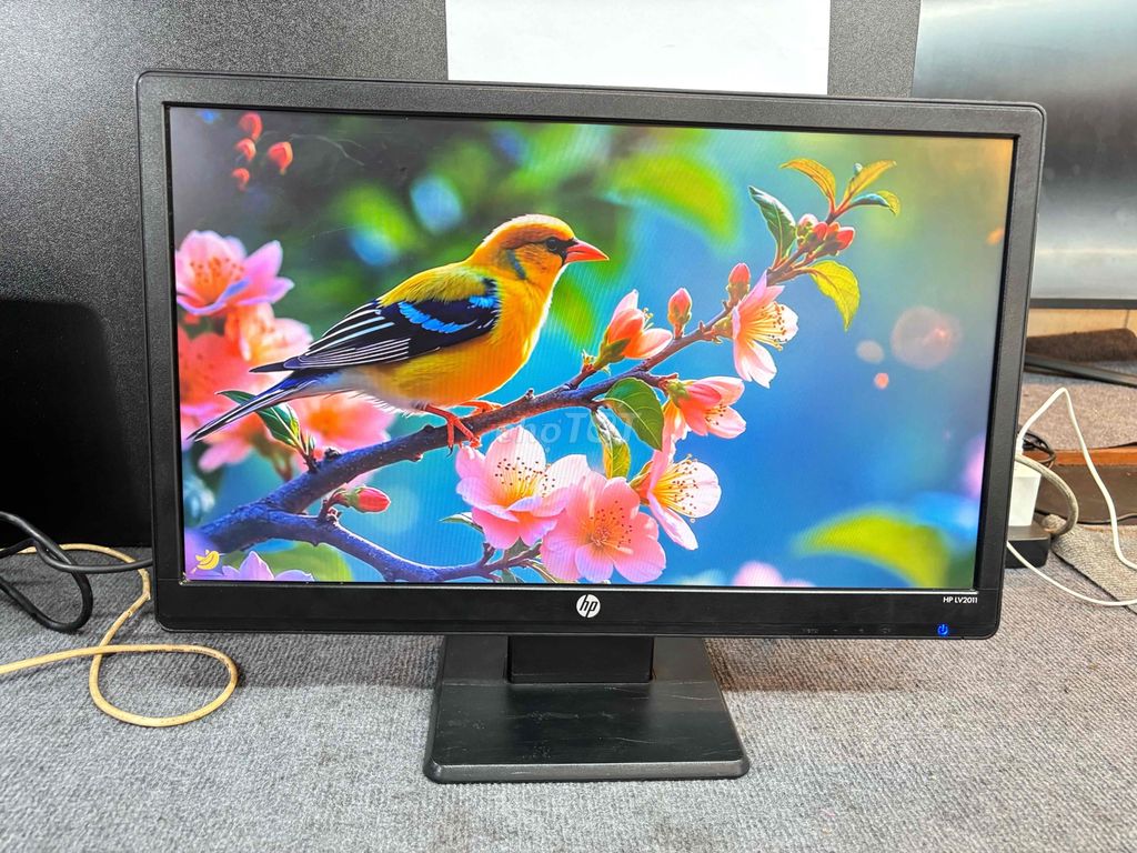 🖥️Màn hình HP LV2011 20” văn phòng quá oke