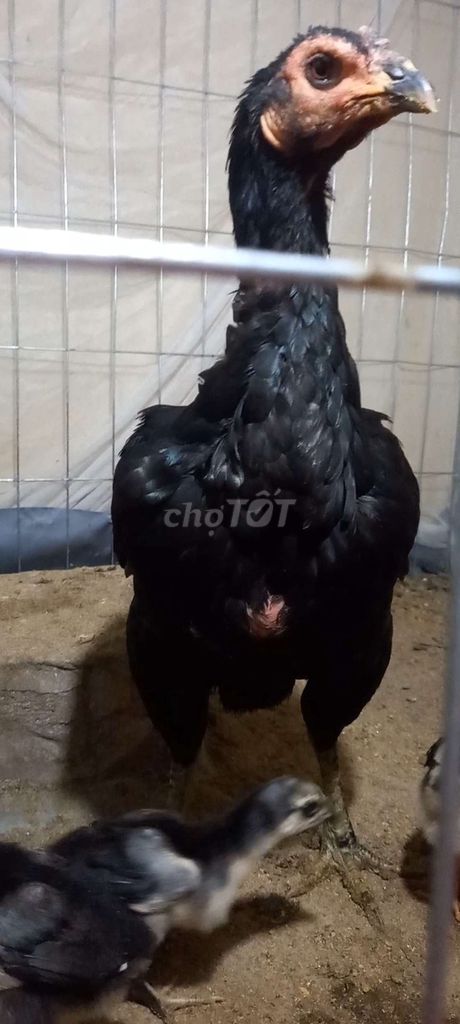 Mái Ô. Mua bán Gà tại Quận Kiến An Hải Phòng được đăng bởi Xuân Trường hình 1