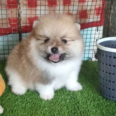 Chó Phốc Sóc Mini đã tiêm ngừa