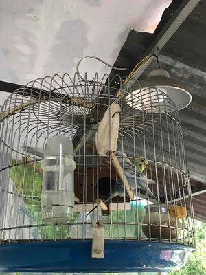 Bộ yến phụng sinh sản. Mua bán Chim tại Quận Gò Vấp Tp Hồ Chí Minh được đăng bởi KIỀU PHONG