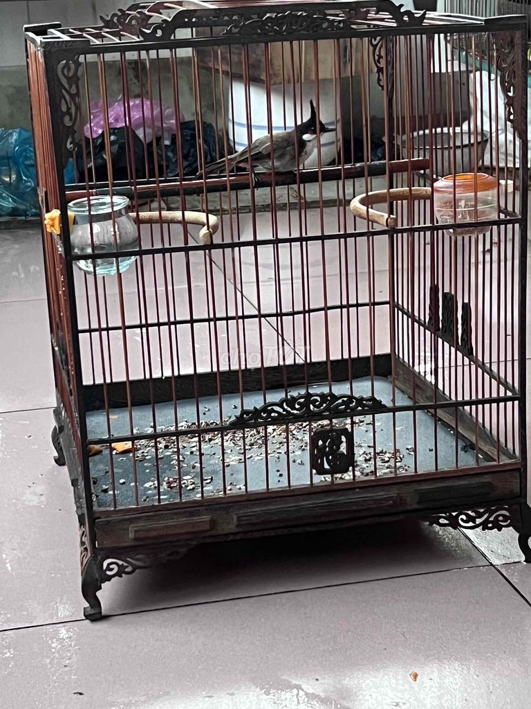 Chim chào mào non trống 2 tháng đã tiêm. Mua bán Chim tại Quận 6 Tp Hồ Chí Minh được đăng bởi Letuankhang hình 1