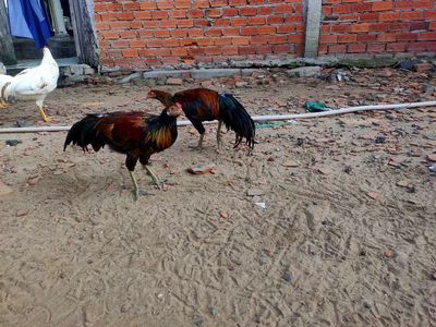 Gà cảnh giống tốt đực nhiều màu