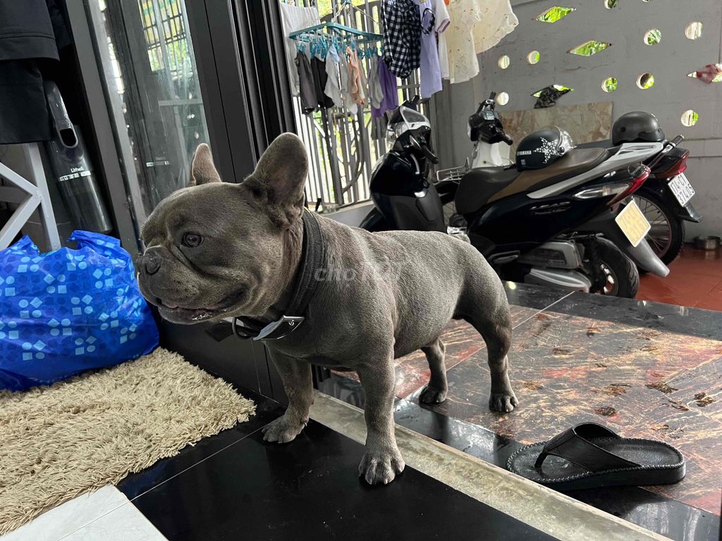 cần chuyển nhượng bull pháp thuần chủng đực. Mua bán Chó tại Thành phố Đông Hà Quảng Trị được đăng bởi trần ngọc hải hình 1