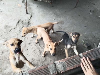 Chó Phú Quốc 6-7kg Vàng, Đen vàng sức khỏe tốt