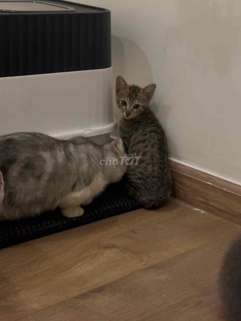 Mèo mướp cái 5 tháng đã sổ giun. Mua bán Mèo tại Quận Bình Thạnh Tp Hồ Chí Minh được đăng bởi Cá cơm  hình 1