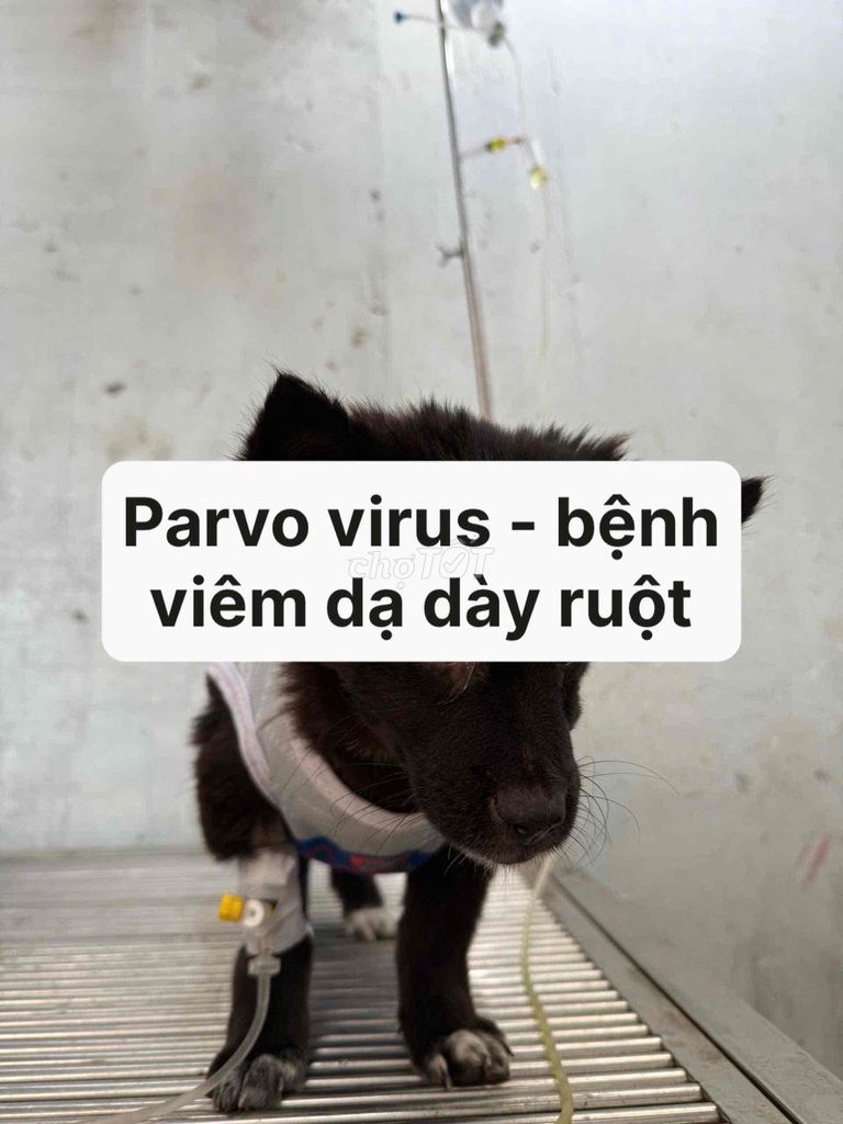 Dịch vụ thú y tại nhà Thủ Đức. Mua bán Phụ kiện, Thức ăn, Dịch vụ tại Thành phố Thủ Đức Tp Hồ Chí Minh được đăng bởi Huỳnh Thị Ý Nhi hình 1