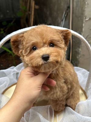 Chó poodle vàng mơ tai bướm nhà đẻ. Mua bán Chó tại Quận Gò Vấp Tp Hồ Chí Minh được đăng bởi Phát Đạt 