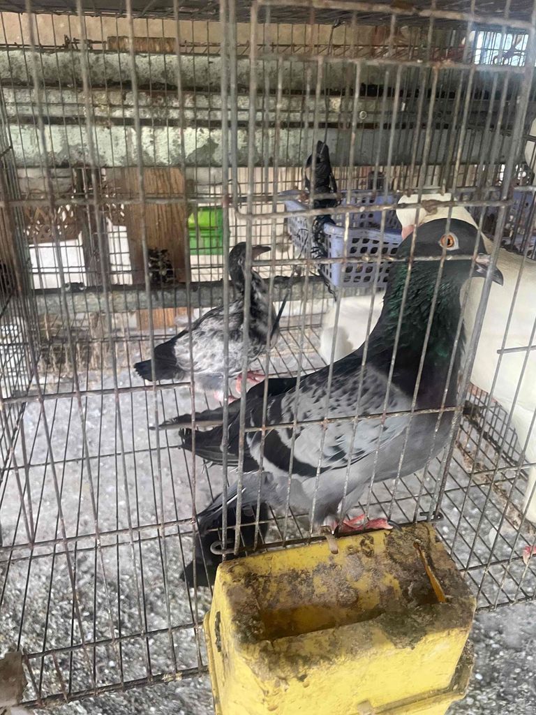 Chim bồ câu Đa màu Cả hai. Mua bán Chim tại Thành phố Thủ Đức Tp Hồ Chí Minh được đăng bởi Danh hình 1
