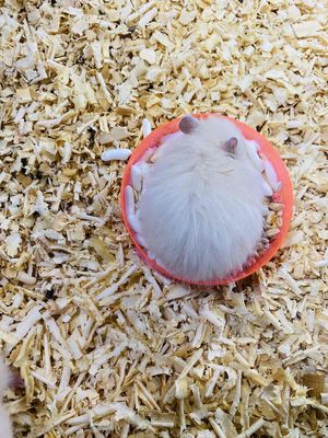 Chuột Hamster Bear 3 tuần siêu đáng yêu Q8