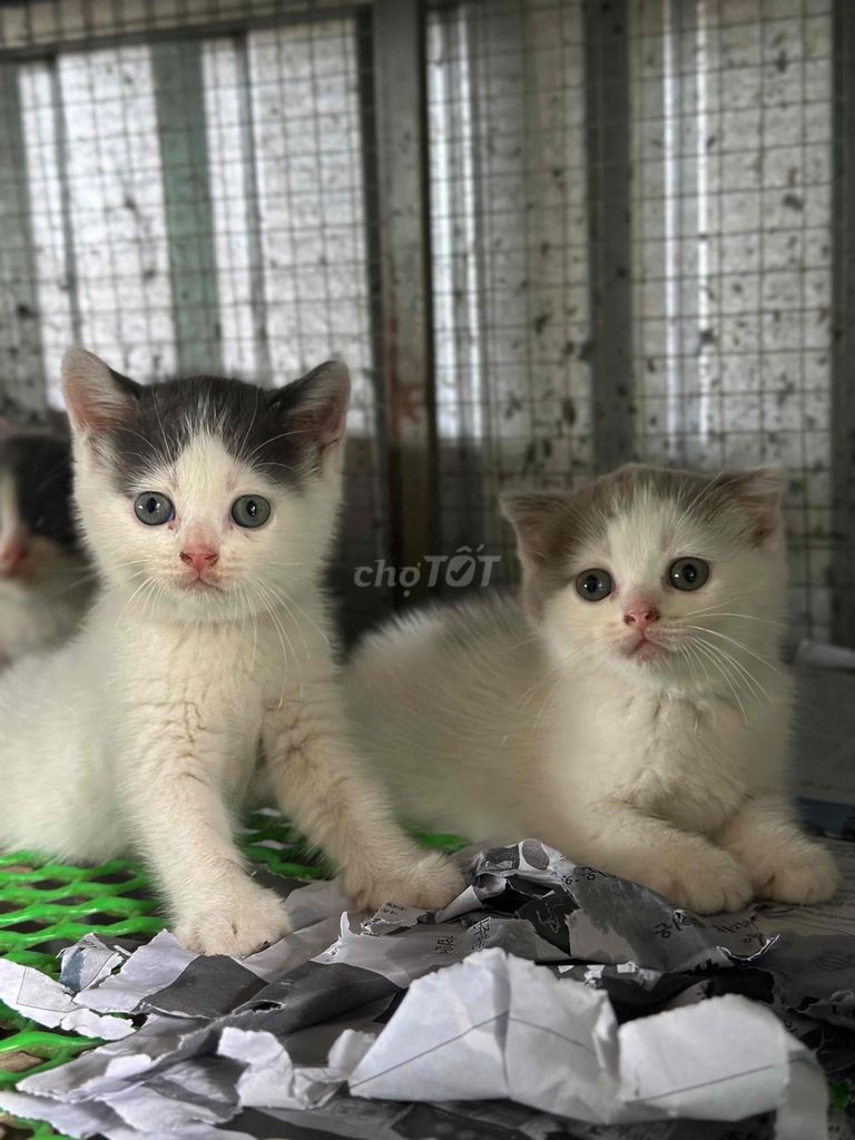 Mèo Anh lông ngắn Bicolor van cái. Mua bán Mèo tại Thành phố Bến Tre Bến Tre được đăng bởi Mì Mì House  hình 1