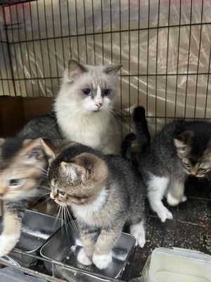 mèo con golden lai Ragdoll mẹ nhập có phả cả đàn