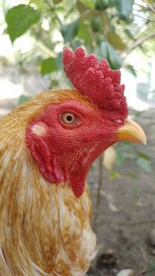 Gà Cú Vàng 2k7. Mua bán Gà tại Huyện Bình Đại Bến Tre được đăng bởi Vua Lông Vũ