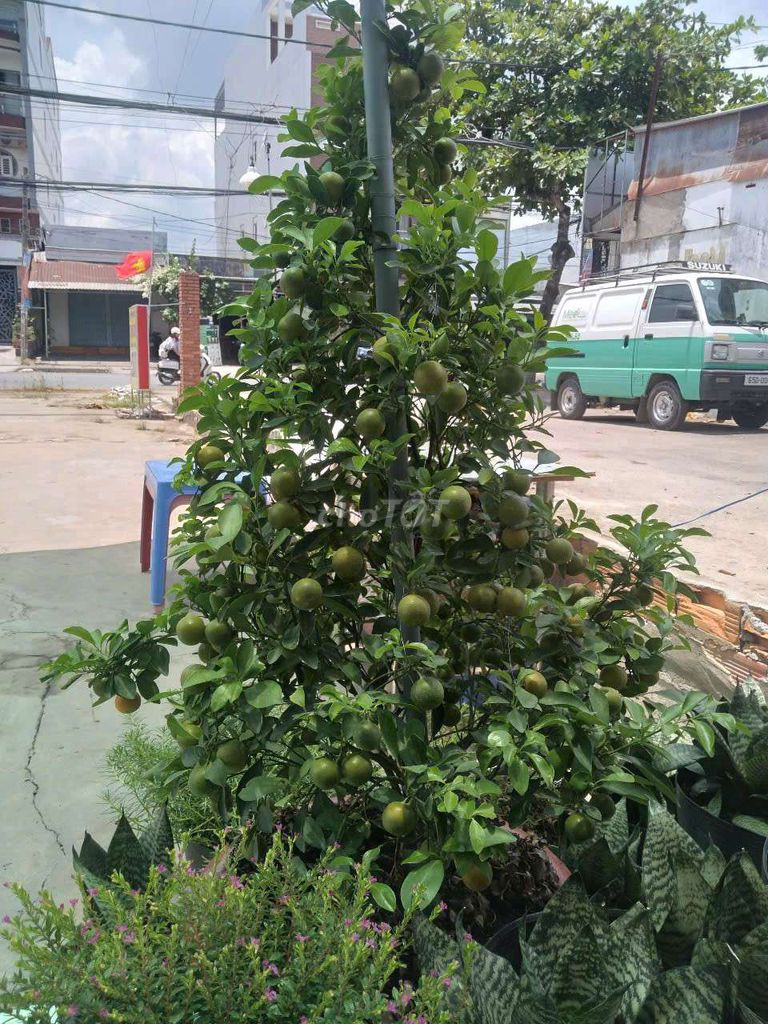 Cây tắc dễ trồng. Mua bán Cây cảnh, đồ trang trí tại Quận Bình Thuỷ Cần Thơ được đăng bởi phạm  thanh hình 1