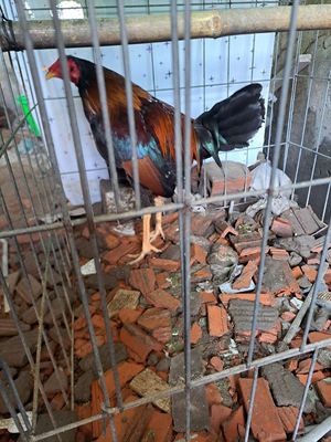 Cunban máu nặng cuban ko thích lối đá đầu cần. Mua bán Gà tại Quận Bình Tân Tp Hồ Chí Minh được đăng bởi Đạt 