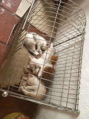 Bán Mèo lai ba tư con. Mua bán Mèo tại Thành phố Bắc Ninh Bắc Ninh được đăng bởi Quân Đại k